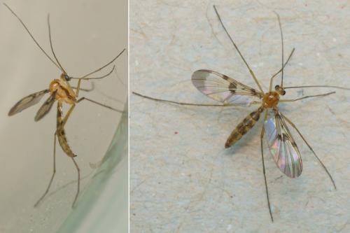 Réf. 181 624 : Macrocera phalerata
